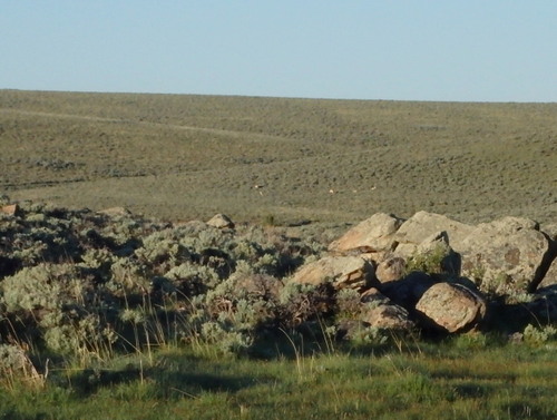 GDMBR: Antelope, due south of the campsite.